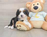 7 week old Mini Bernedoodle Puppy For Sale - Simply Southern Pups
