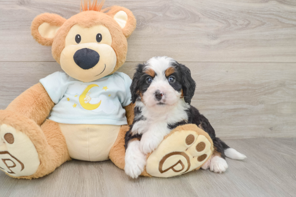 Popular Mini Bernedoodle Poodle Mix Pup