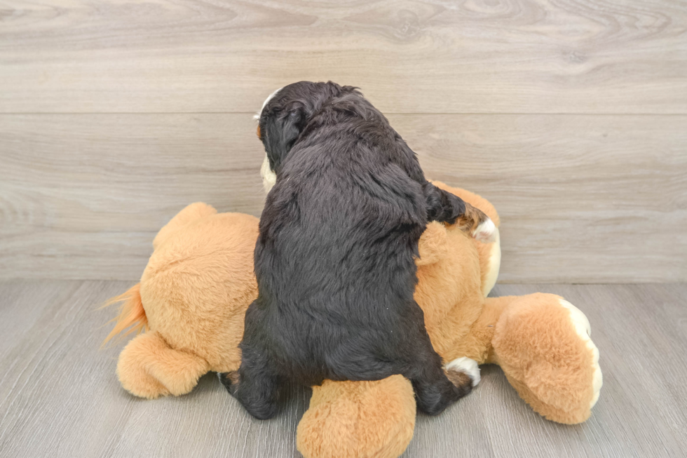 Best Mini Bernedoodle Baby