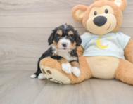 5 week old Mini Bernedoodle Puppy For Sale - Simply Southern Pups