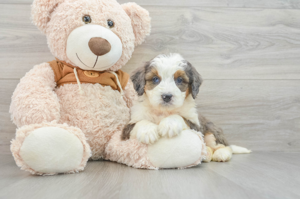 Best Mini Bernedoodle Baby