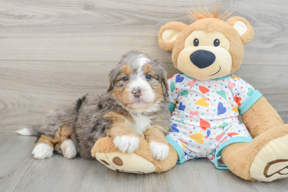 Happy Mini Bernedoodle Baby