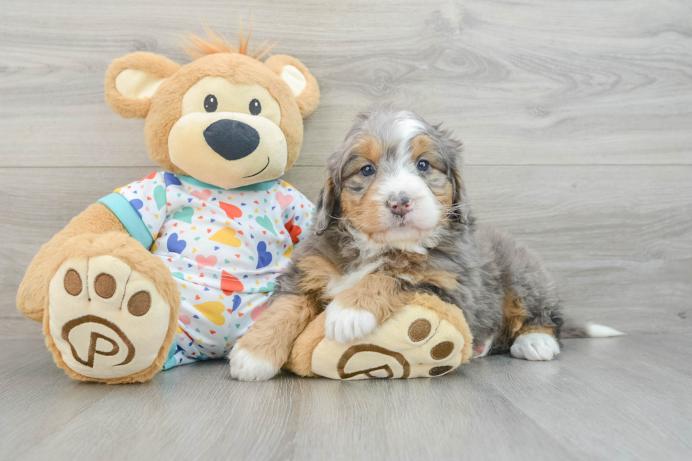 Hypoallergenic Mini Bernadoodle Poodle Mix Puppy