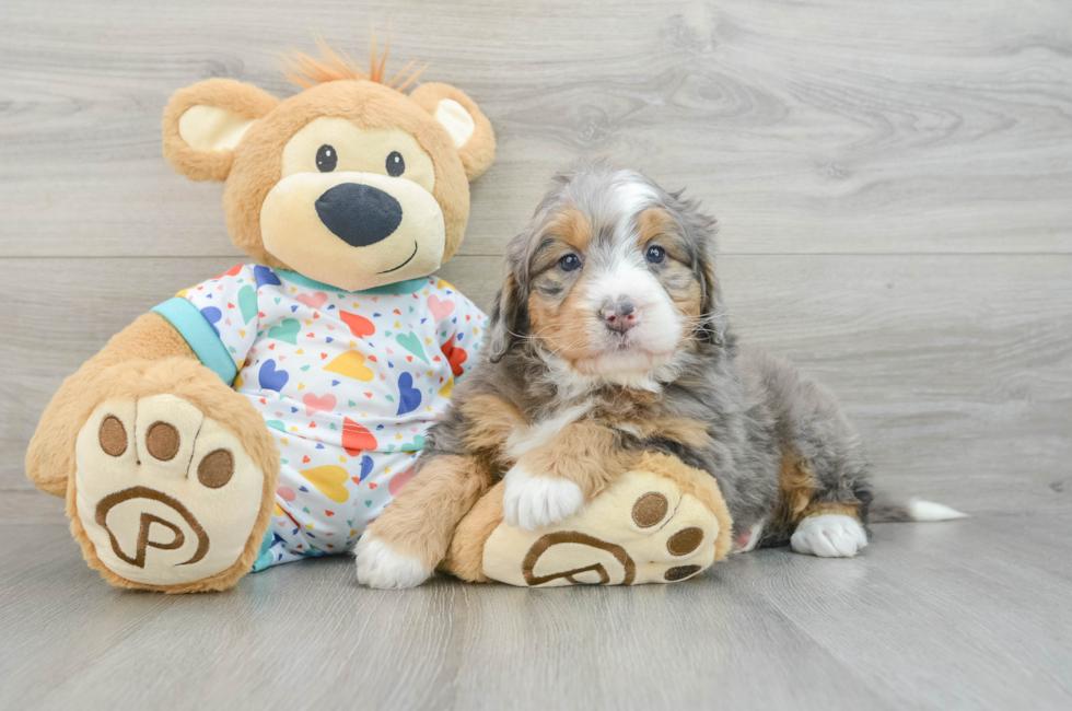 6 week old Mini Bernedoodle Puppy For Sale - Simply Southern Pups