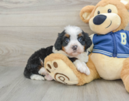 8 week old Mini Bernedoodle Puppy For Sale - Simply Southern Pups