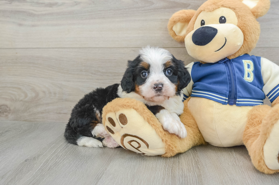 6 week old Mini Bernedoodle Puppy For Sale - Simply Southern Pups