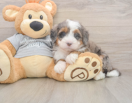 5 week old Mini Bernedoodle Puppy For Sale - Simply Southern Pups