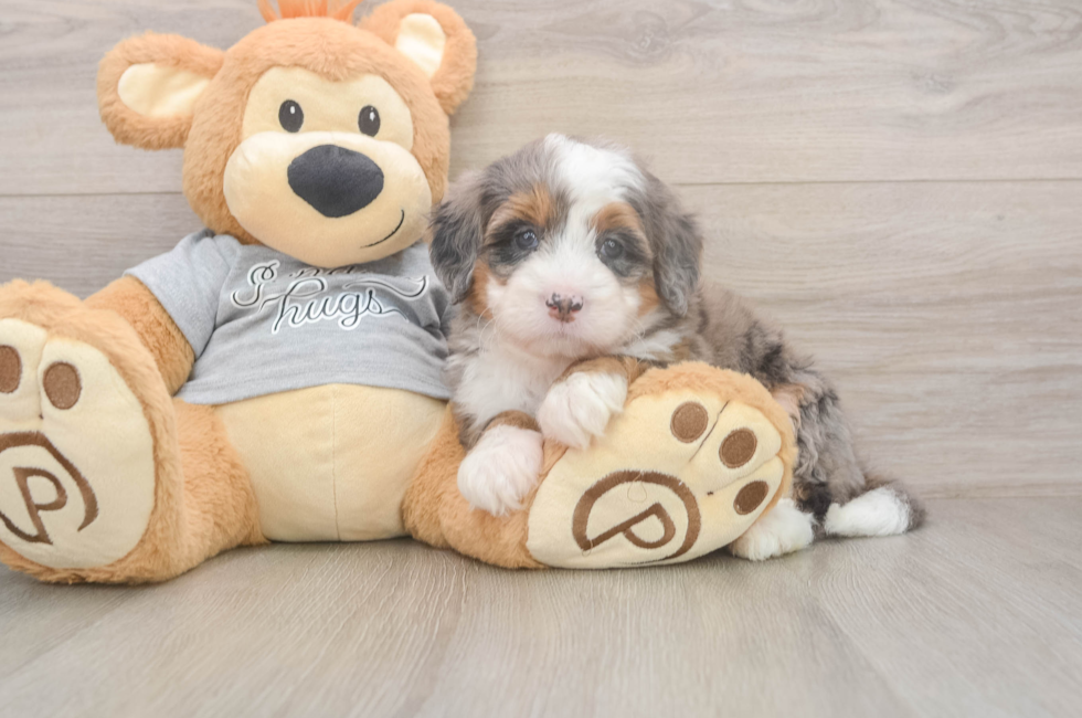 5 week old Mini Bernedoodle Puppy For Sale - Simply Southern Pups