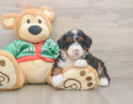 6 week old Mini Bernedoodle Puppy For Sale - Simply Southern Pups