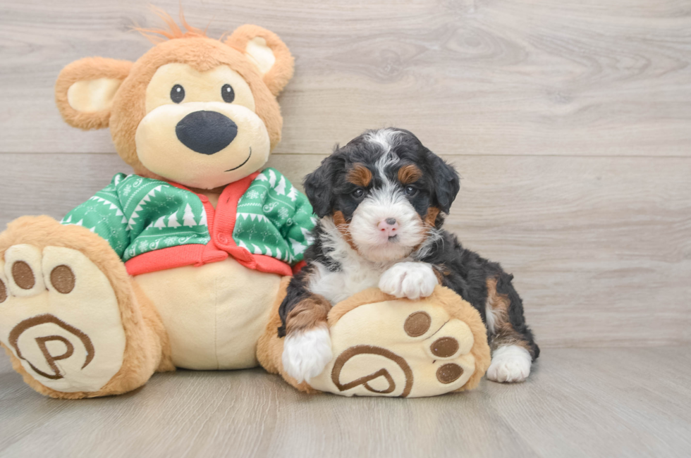 5 week old Mini Bernedoodle Puppy For Sale - Simply Southern Pups