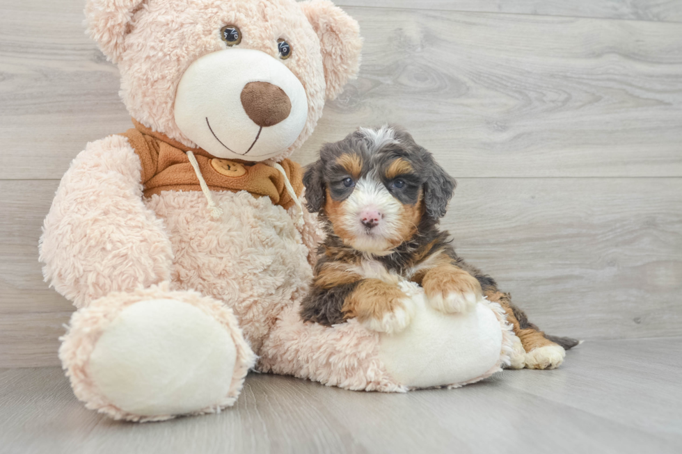 Best Mini Bernedoodle Baby