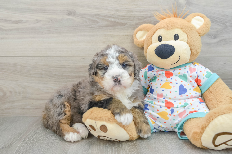 6 week old Mini Bernedoodle Puppy For Sale - Simply Southern Pups