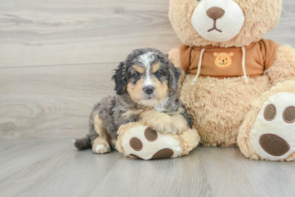 Funny Mini Bernedoodle Poodle Mix Pup