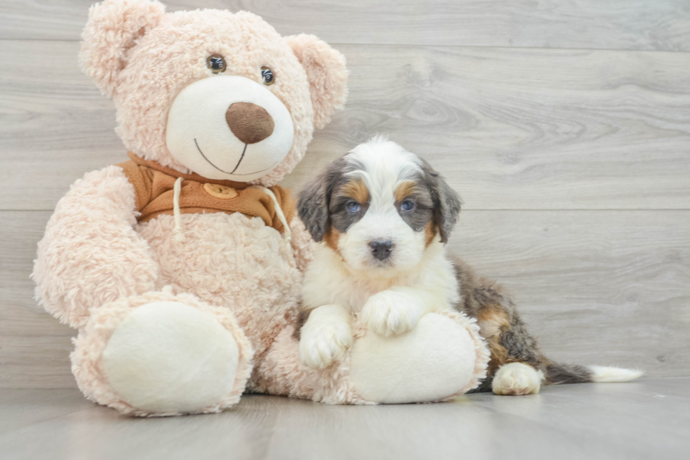 Friendly Mini Bernedoodle Baby