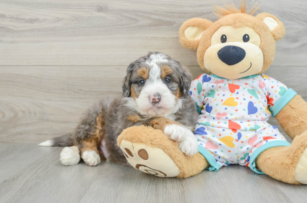 6 week old Mini Bernedoodle Puppy For Sale - Simply Southern Pups