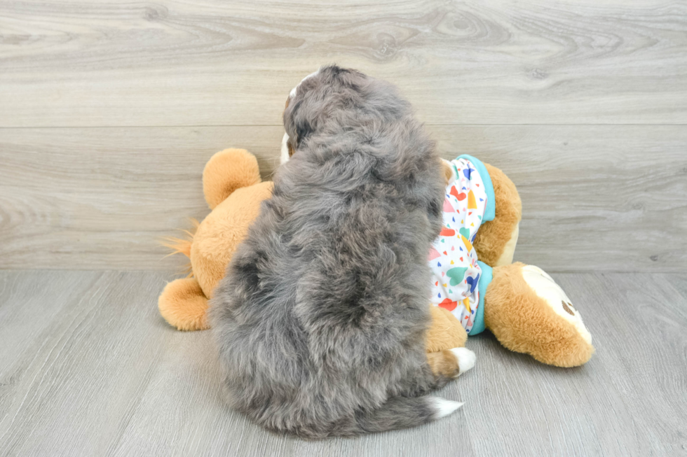 Mini Bernedoodle Pup Being Cute