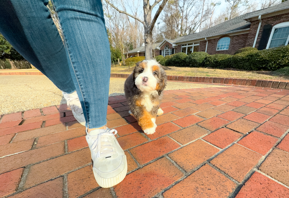 Cute Mini Bernedoodle Baby