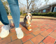 9 week old Mini Bernedoodle Puppy For Sale - Simply Southern Pups