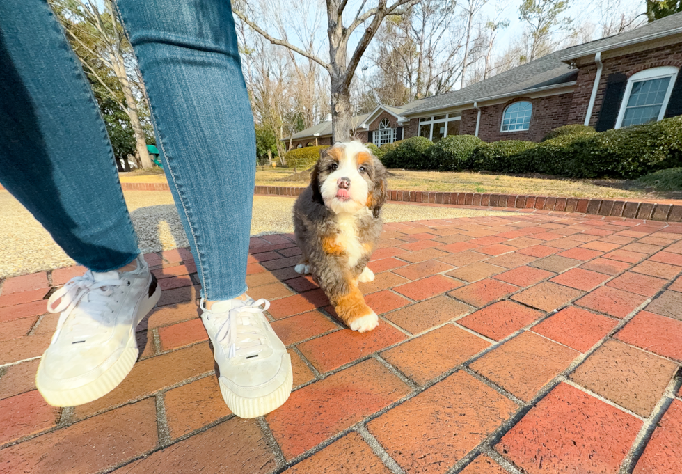 Mini Bernedoodle Puppy for Adoption