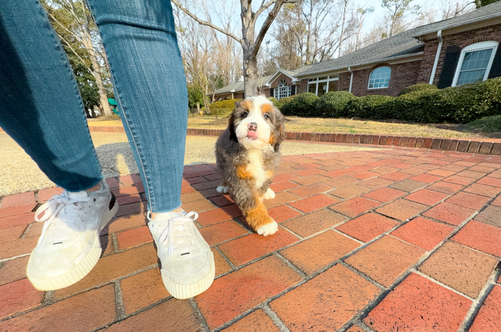 9 week old Mini Bernedoodle Puppy For Sale - Simply Southern Pups