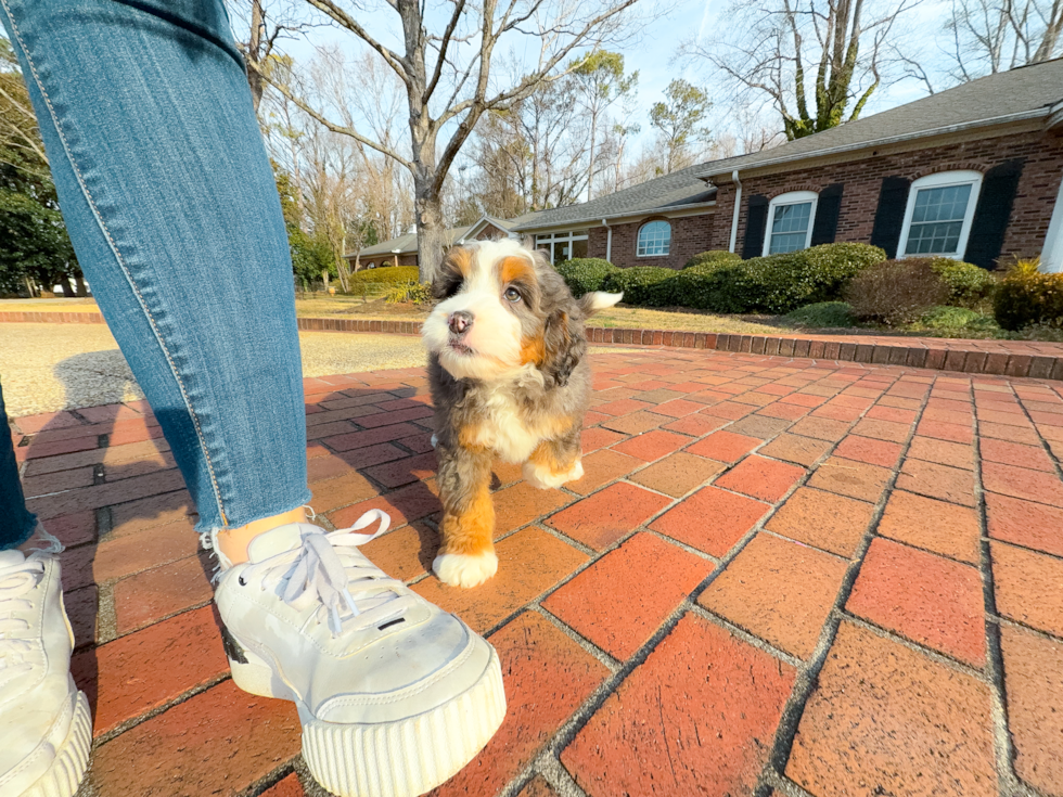 Mini Bernedoodle Puppy for Adoption