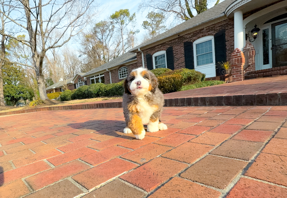 Best Mini Bernedoodle Baby