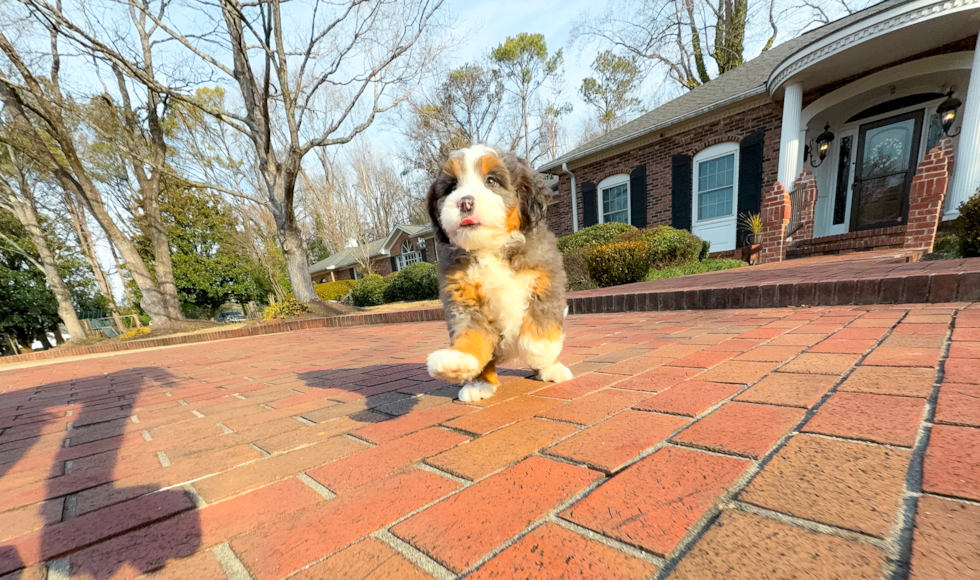 Mini Bernedoodle Puppy for Adoption