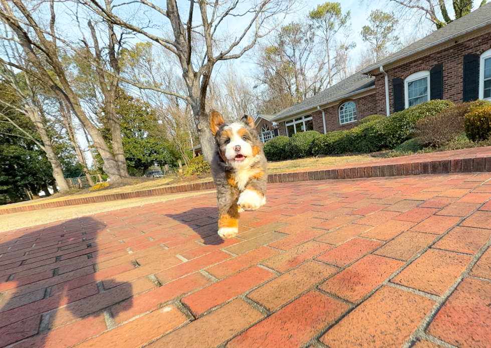 Best Mini Bernedoodle Baby