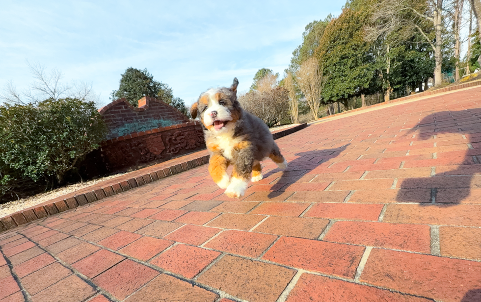 Cute Mini Bernedoodle Baby