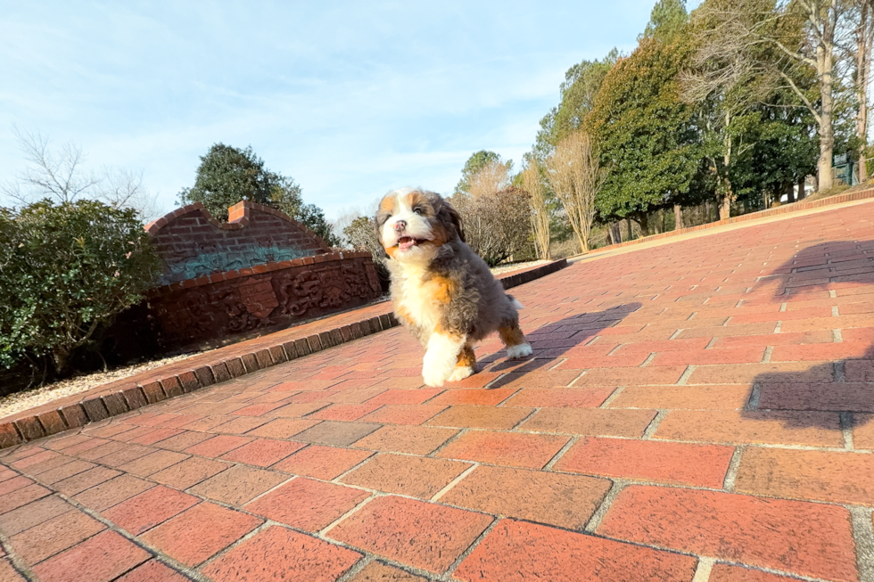 Mini Bernedoodle Pup Being Cute