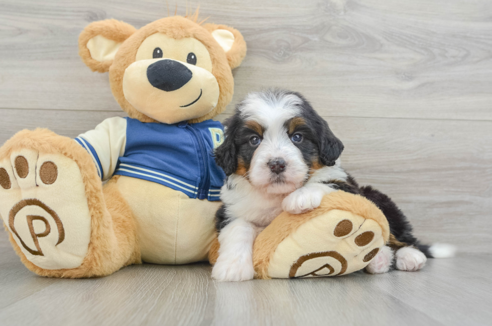 6 week old Mini Bernedoodle Puppy For Sale - Simply Southern Pups