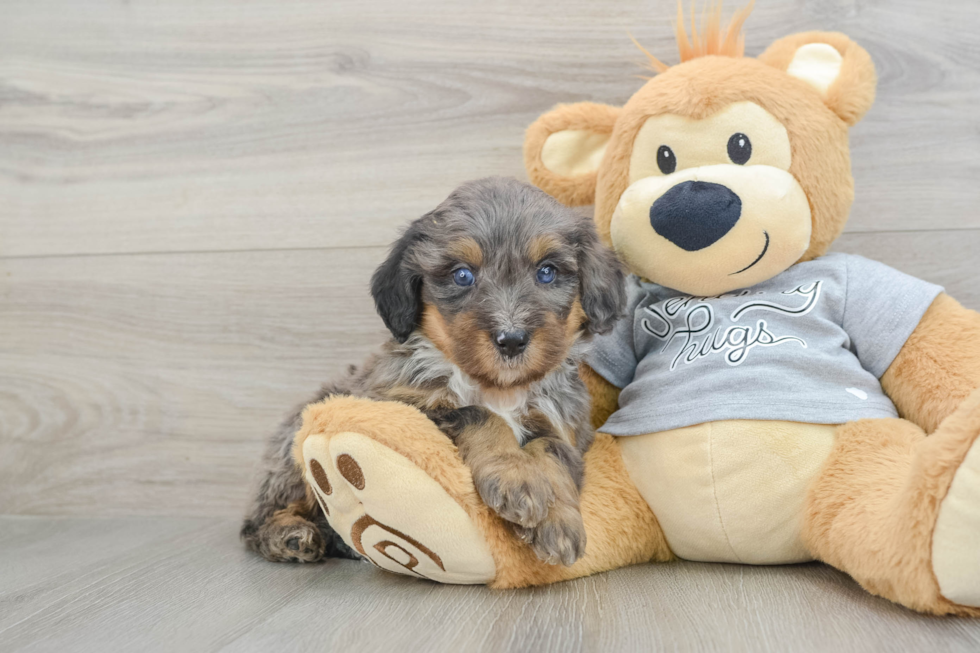 Happy Mini Bernedoodle Baby