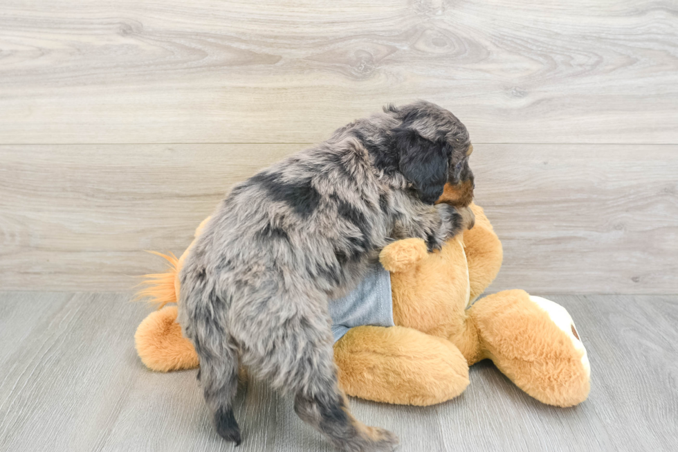 Popular Mini Bernedoodle Poodle Mix Pup