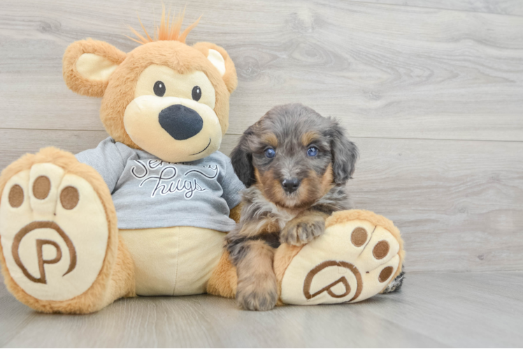 Best Mini Bernedoodle Baby