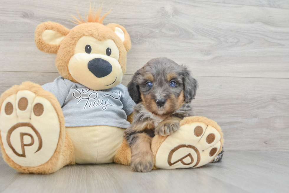 Best Mini Bernedoodle Baby