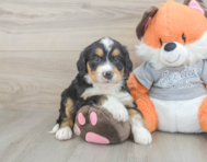 8 week old Mini Bernedoodle Puppy For Sale - Simply Southern Pups