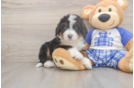 Mini Bernedoodle Pup Being Cute