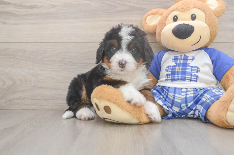 5 week old Mini Bernedoodle Puppy For Sale - Simply Southern Pups