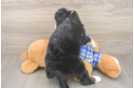 Funny Mini Bernedoodle Poodle Mix Pup