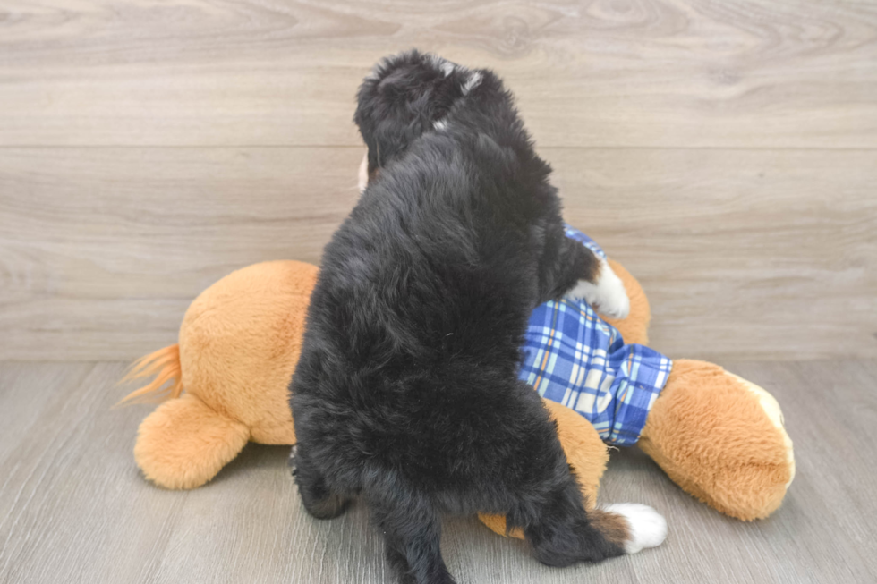 Funny Mini Bernedoodle Poodle Mix Pup