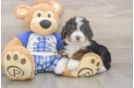 Friendly Mini Bernedoodle Baby