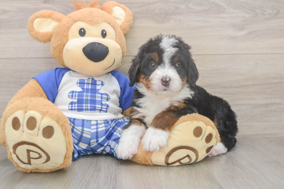 Friendly Mini Bernedoodle Baby