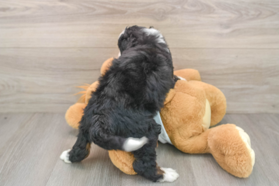 Mini Bernedoodle Pup Being Cute