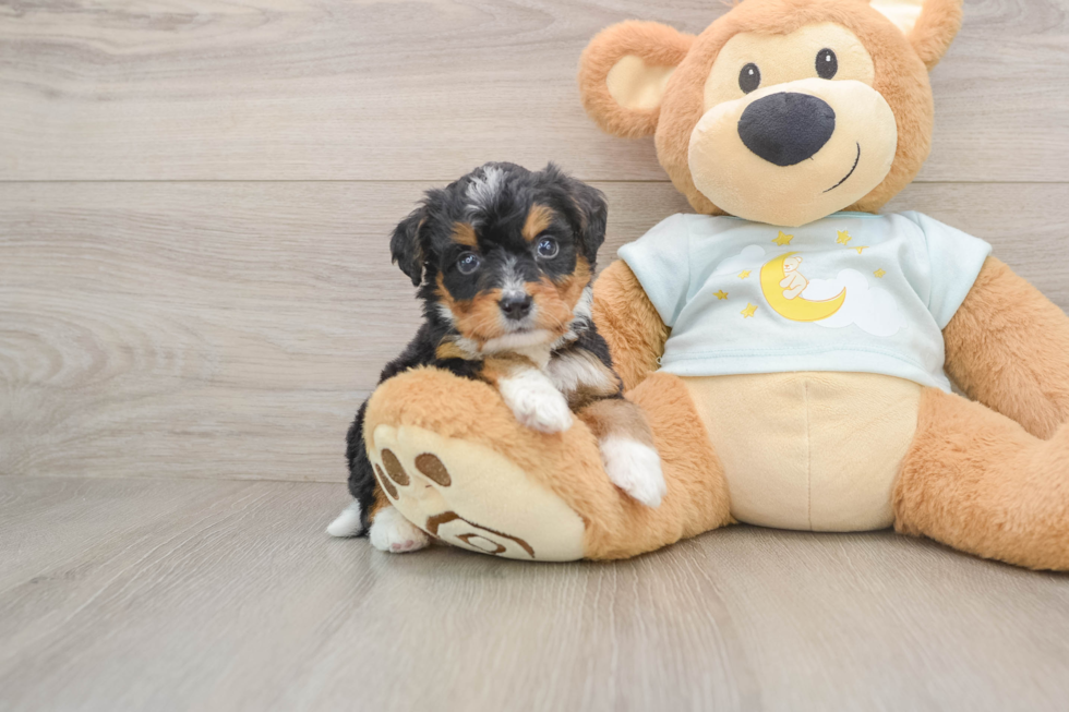 Petite Mini Bernedoodle Poodle Mix Pup