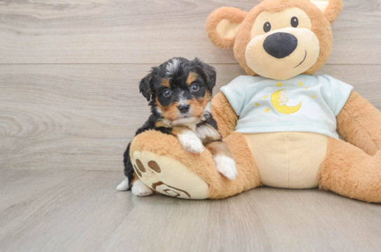 Petite Mini Bernedoodle Poodle Mix Pup