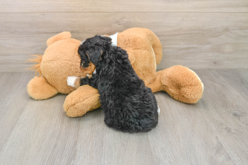 Mini Bernedoodle Pup Being Cute