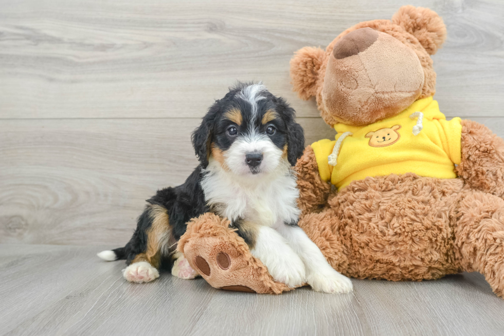 Adorable Mini Berniedoodle Poodle Mix Puppy