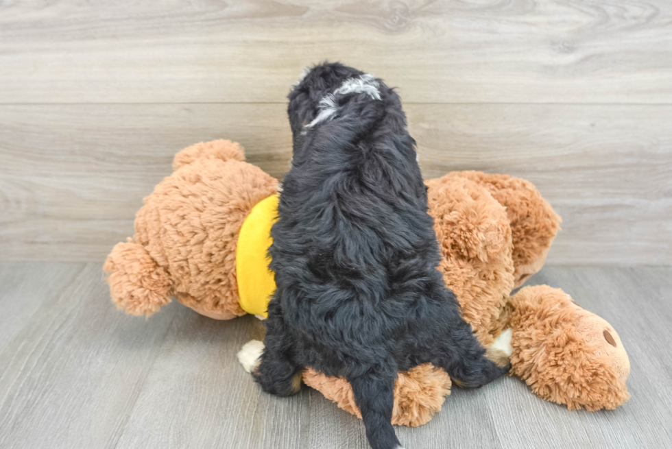 Mini Bernedoodle Puppy for Adoption