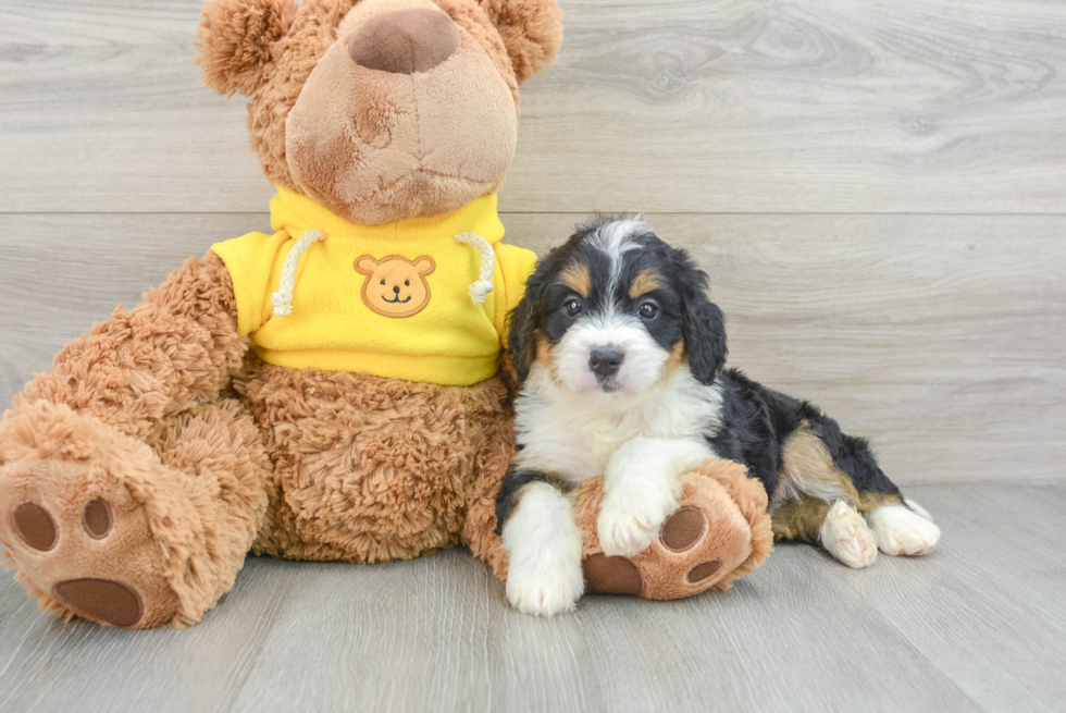 Fluffy Mini Bernedoodle Poodle Mix Pup