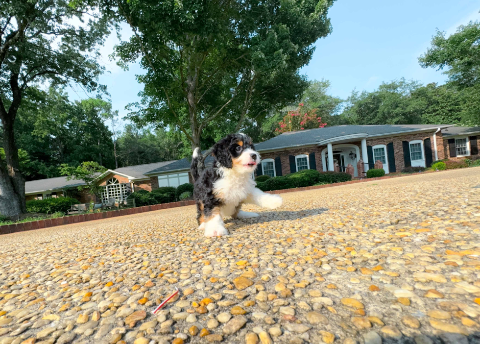 Cute Mini Bernesepoo Poodle Mix Puppy